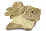 Dinosaur Bones in Sandstone - Lance Formation, Wyoming #280334-1
